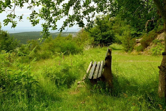 击败新加坡 击败新加坡