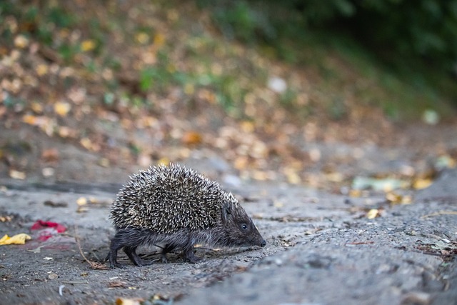 球的热爱 球的热爱