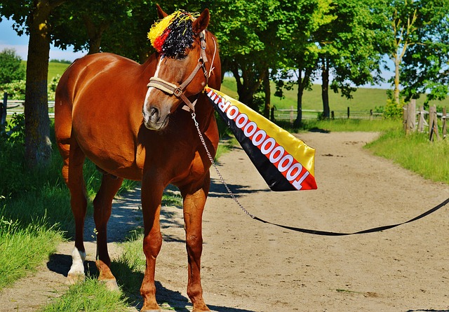解中小学体 解中小学体